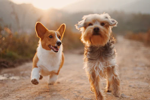 Lire la suite à propos de l’article Recensement des chiens