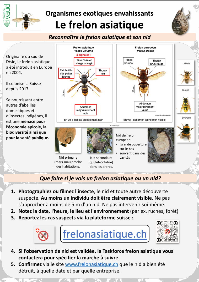 Lire la suite à propos de l’article Attention aux frelons asiatiques !